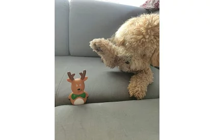 Kutya játék készlet - 6 darab