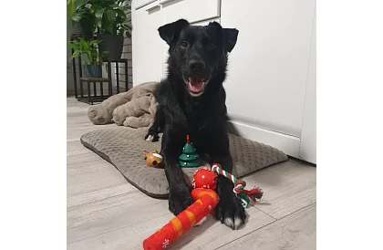 Kutya játék készlet - 6 darab