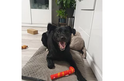 Kutya játék készlet - 6 darab