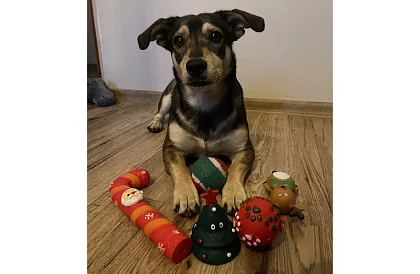 Kutya játék készlet - 6 darab