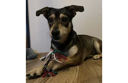 Kutya játék készlet - 6 darab