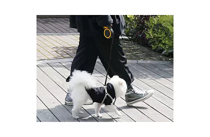 Automatikus Flexi póráz 50 kg-ig – 8 m