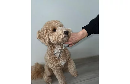 Kutyák ápoló és nyíró készlet tokban