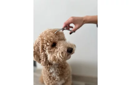 Kutyák ápoló és nyíró készlet tokban