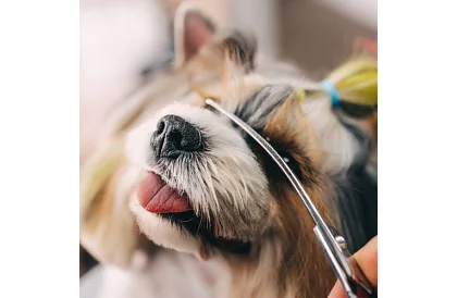 Kutyák ápoló és nyíró készlet tokban