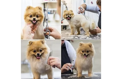 Kutyák ápoló és nyíró készlet tokban